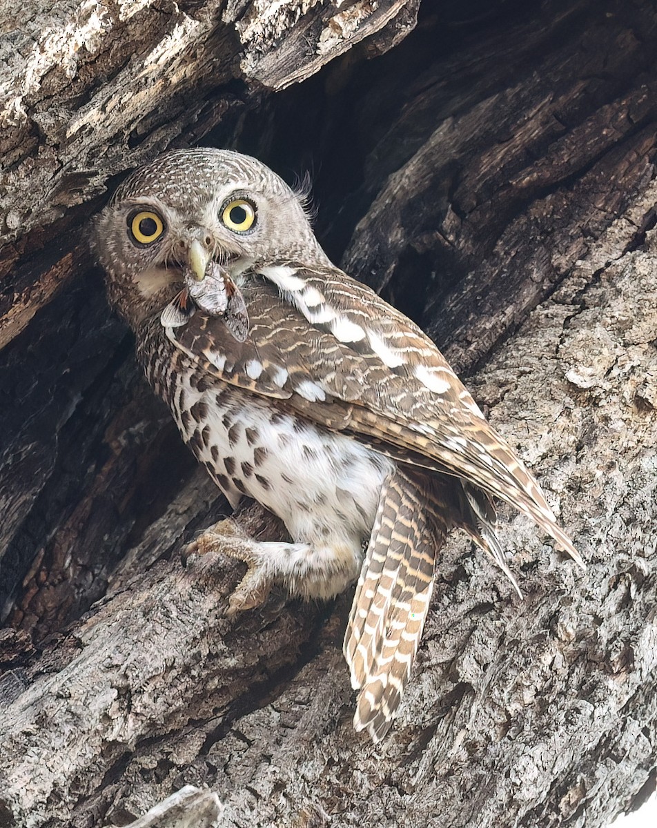 African Barred Owlet - ML627053132