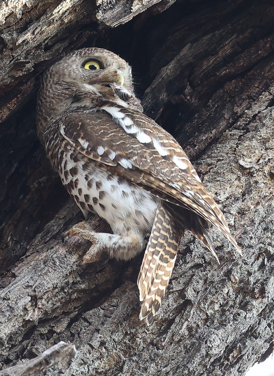 African Barred Owlet - ML627053133