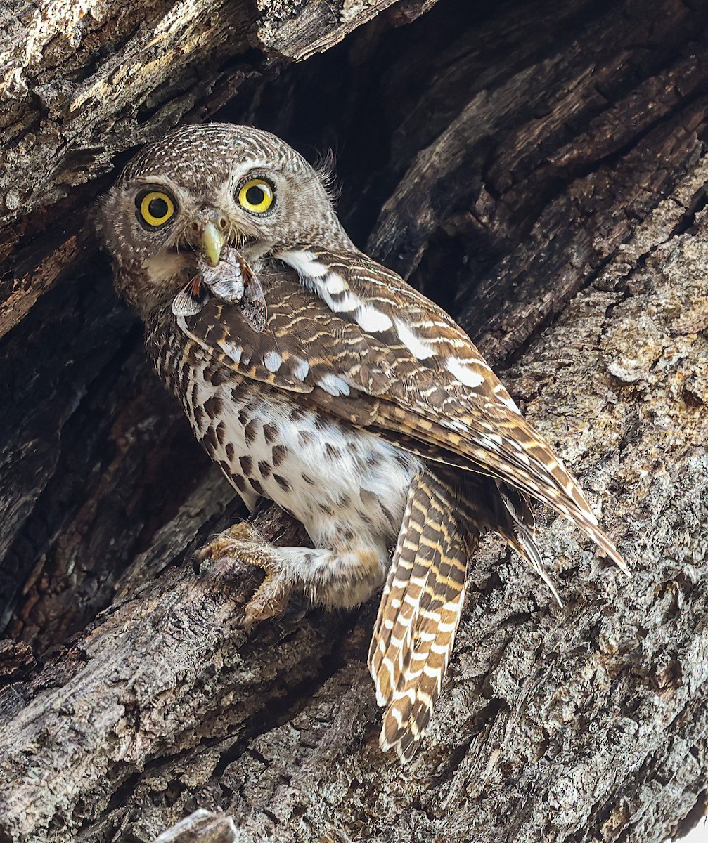 African Barred Owlet - ML627053134