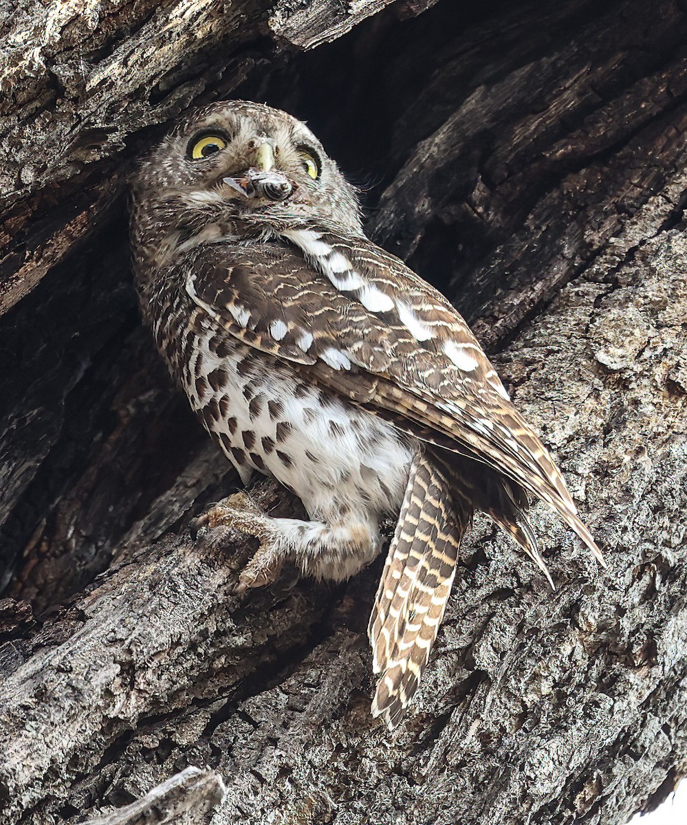 African Barred Owlet - ML627053135