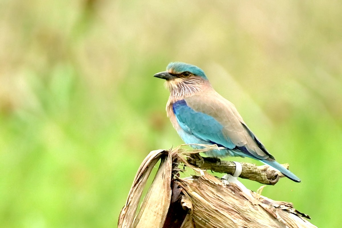 Bengalenracke - ML627053147