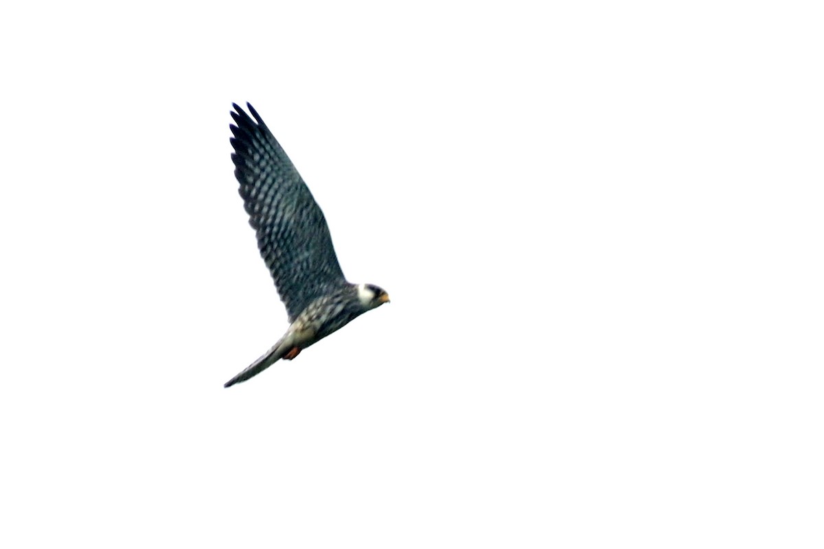 Amurfalke - ML627053153