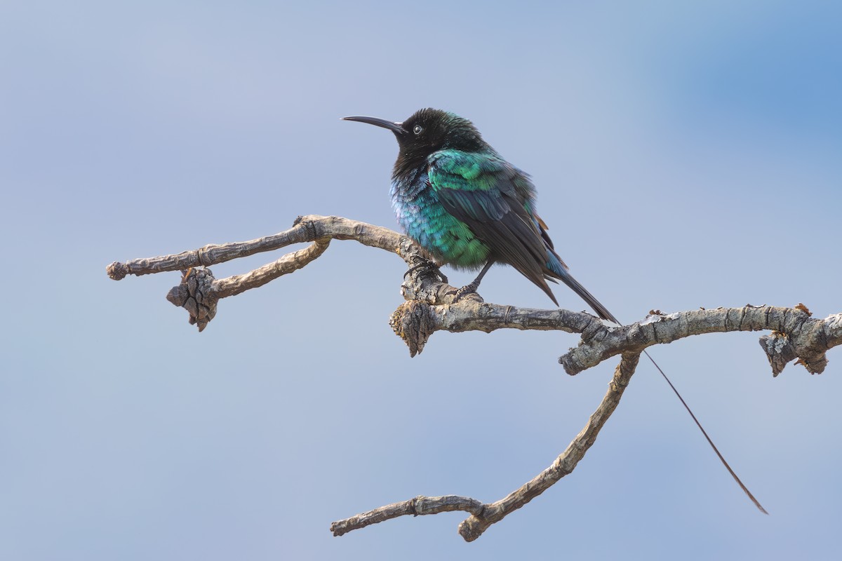 Red-tufted Sunbird - ML627053186