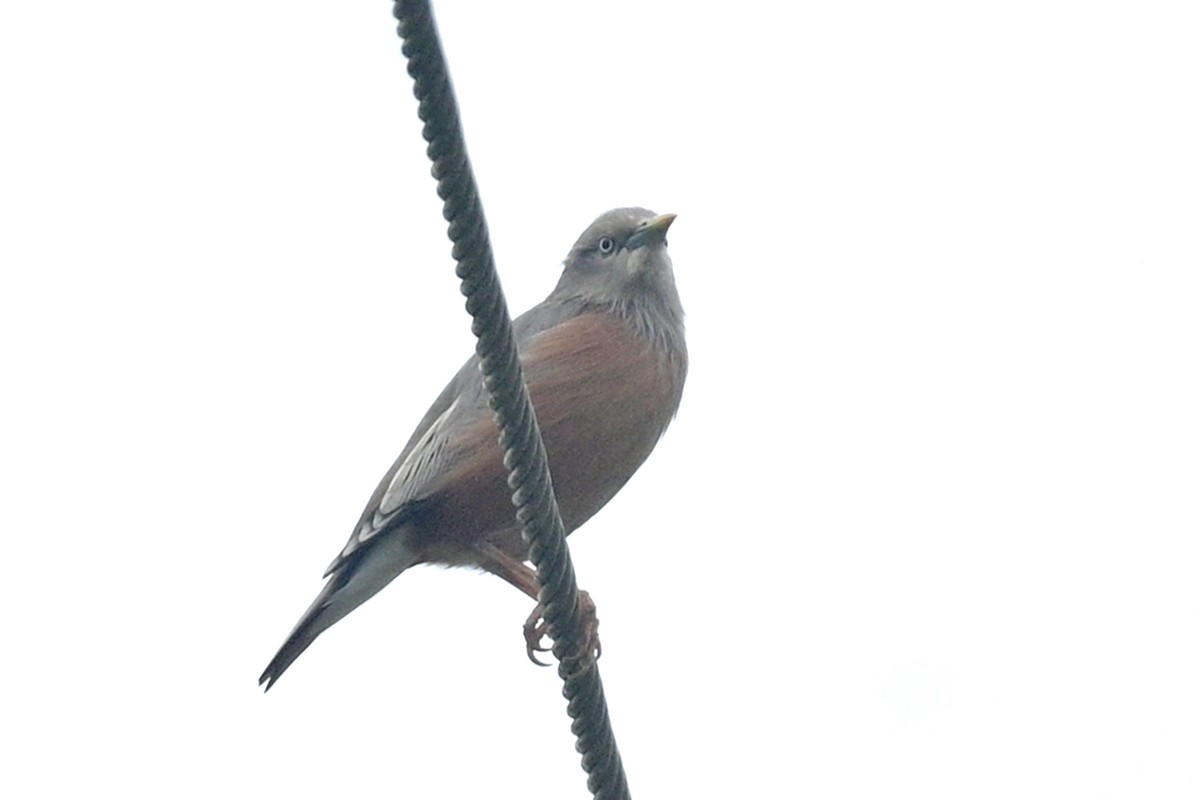 Graukopfstar - ML627053221