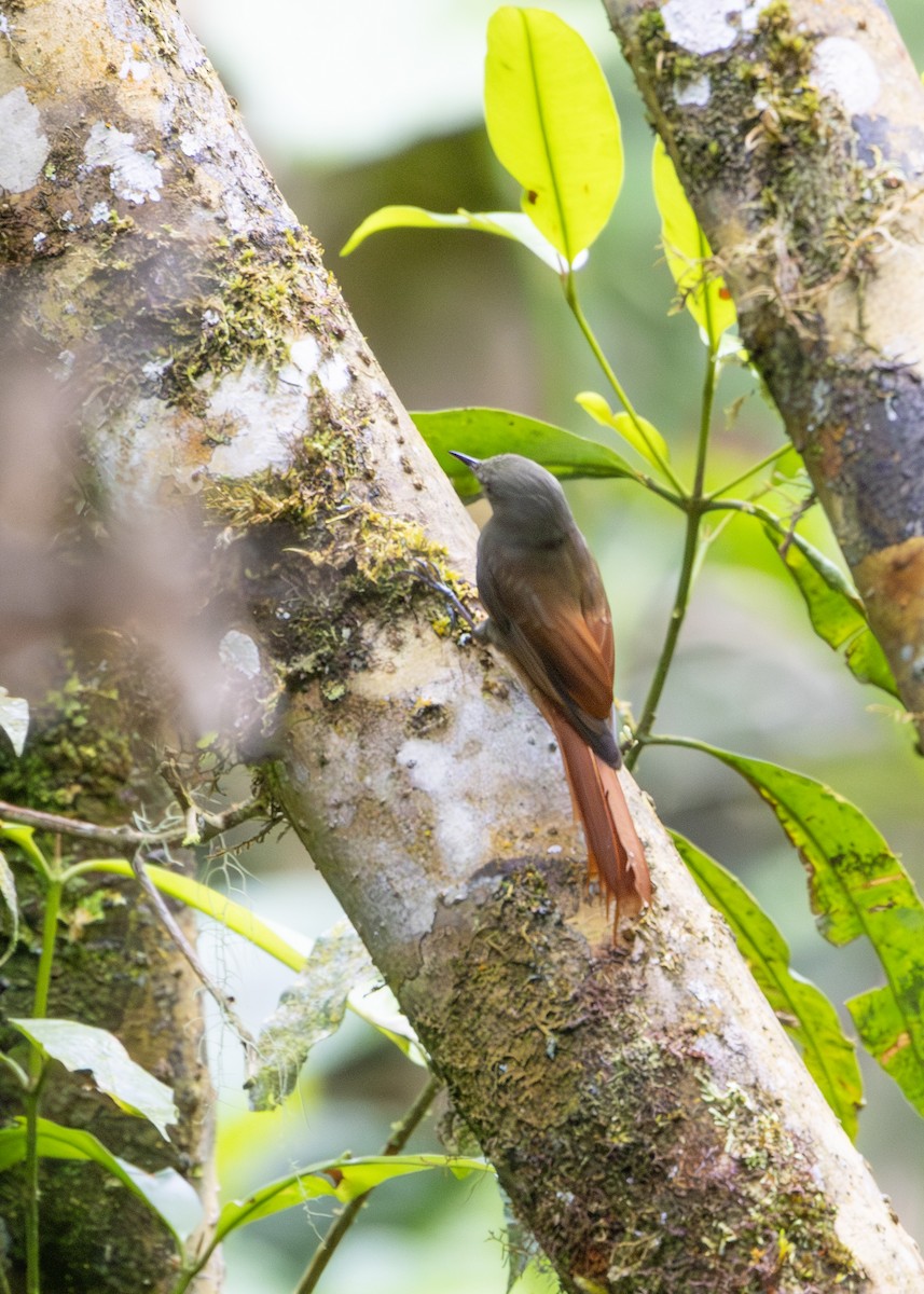 Olivaceous Woodcreeper - ML627053255
