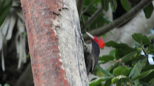 Pale-billed Woodpecker - ML627053376
