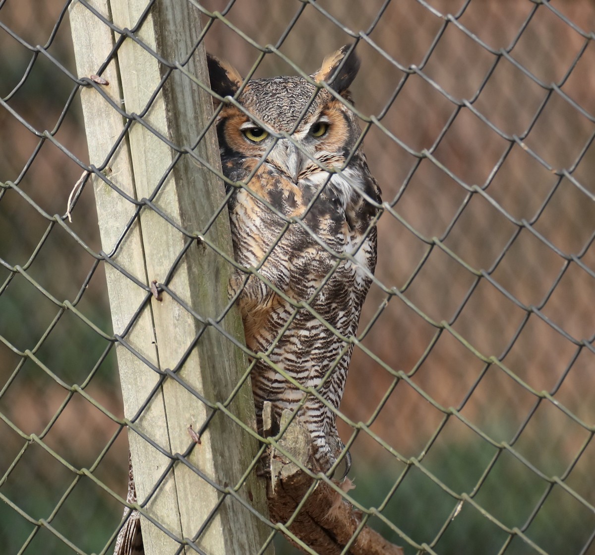 Great Horned Owl - ML627053378