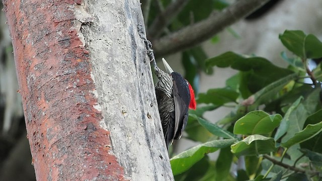 Pale-billed Woodpecker - ML627053380