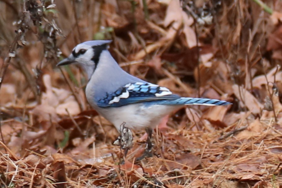 Blue Jay - ML627053383