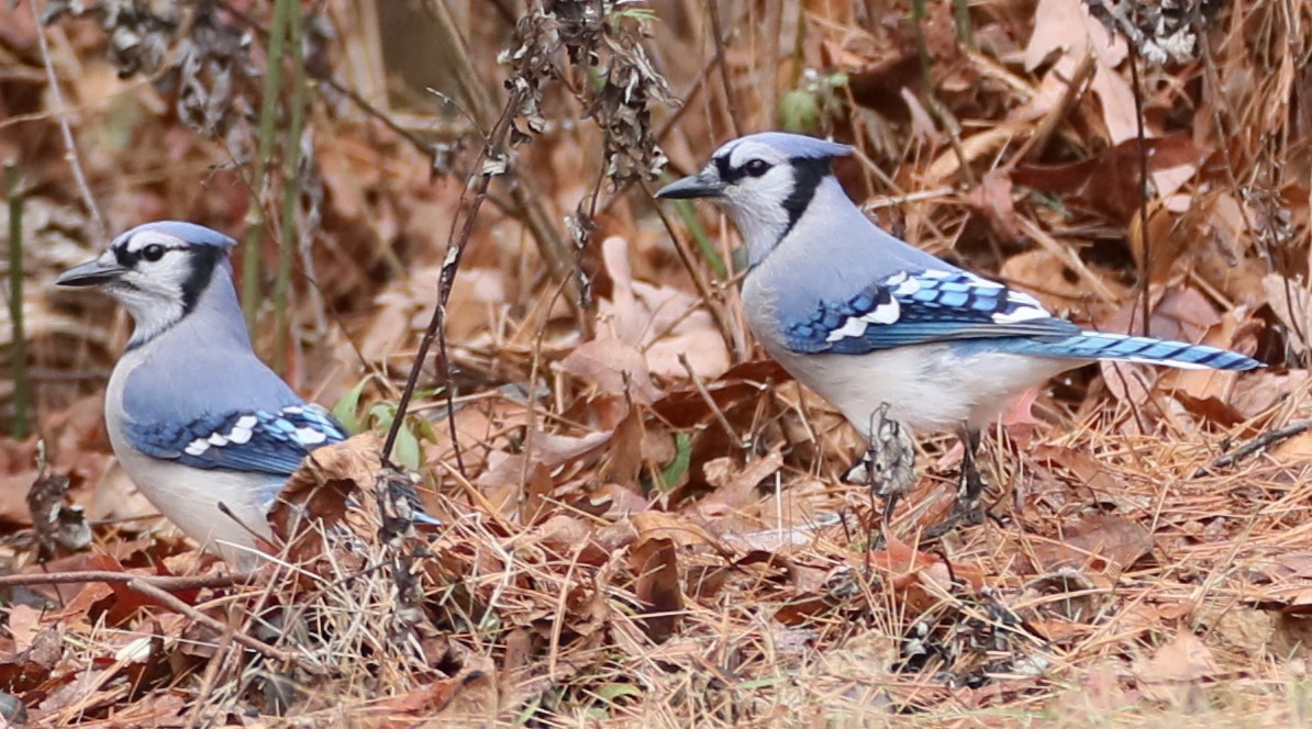 Blue Jay - ML627053385