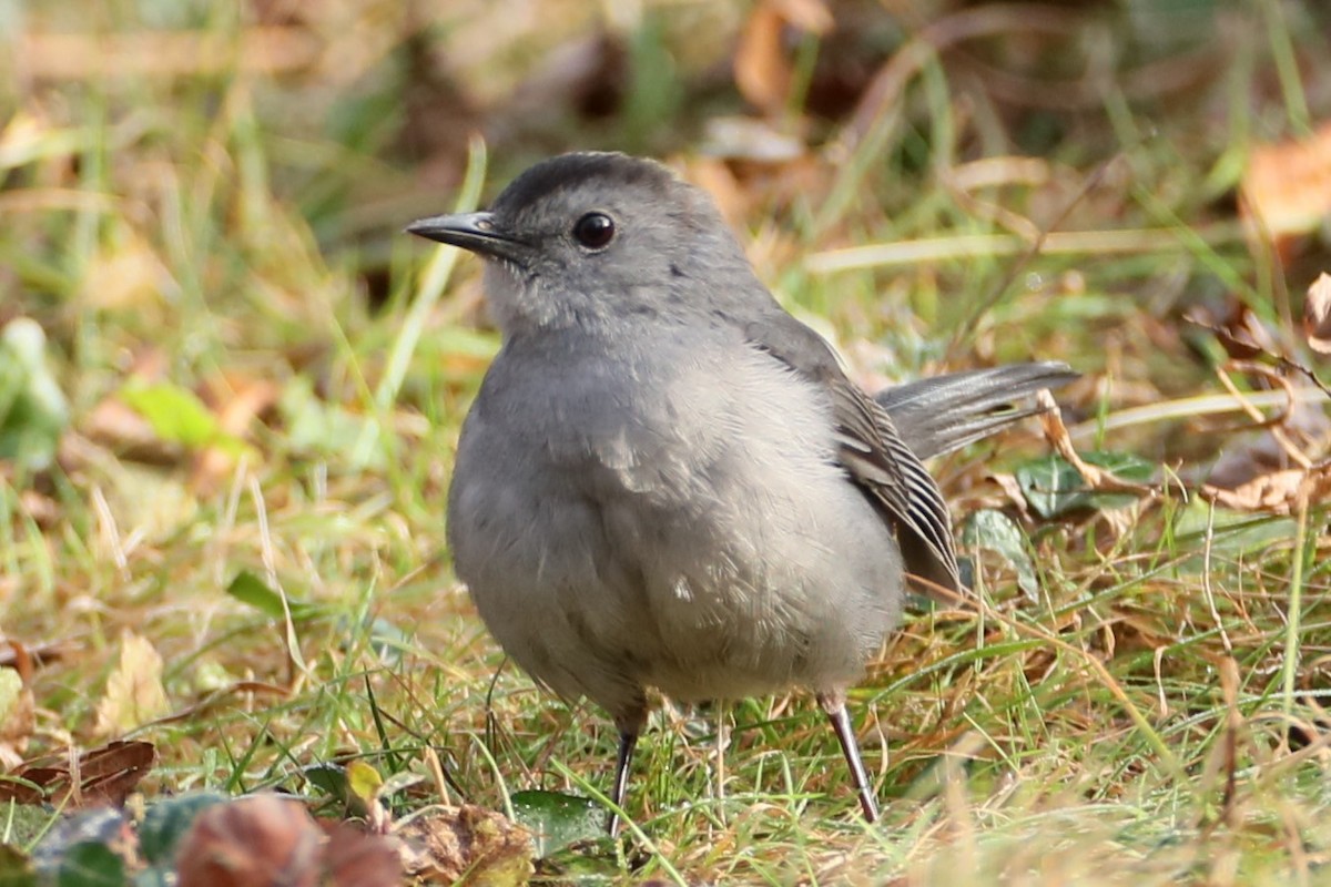 Gray Catbird - ML627053395