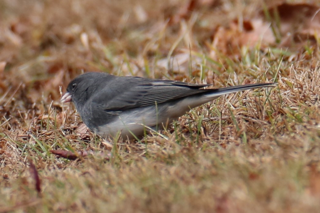 Dark-eyed Junco - ML627053406