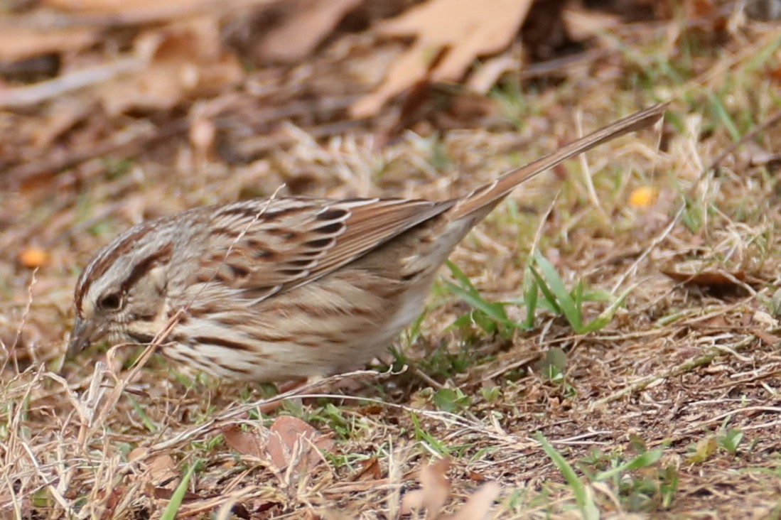 Song Sparrow - ML627053412
