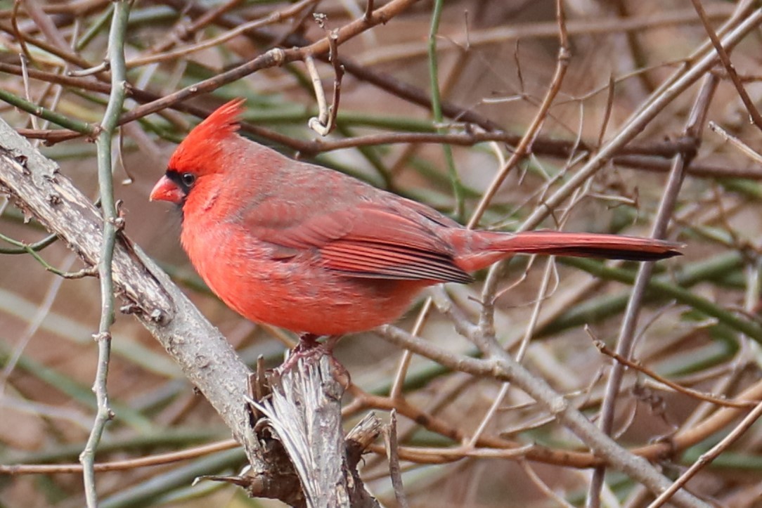 Northern Cardinal - ML627053415