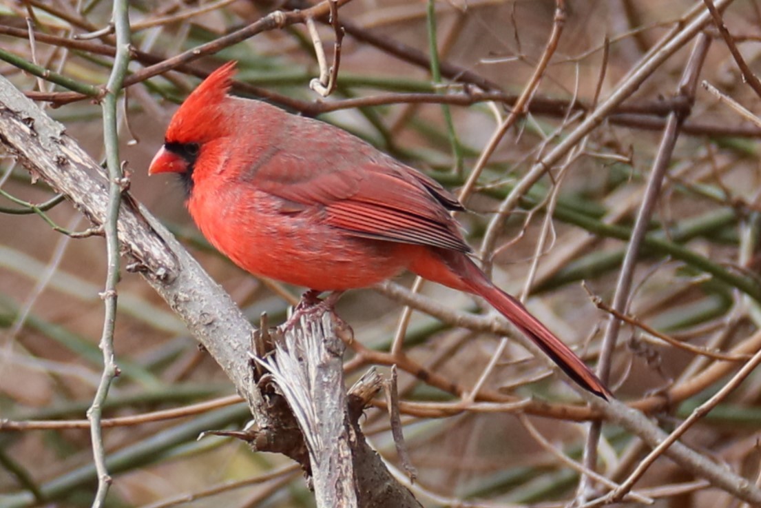 Northern Cardinal - ML627053418