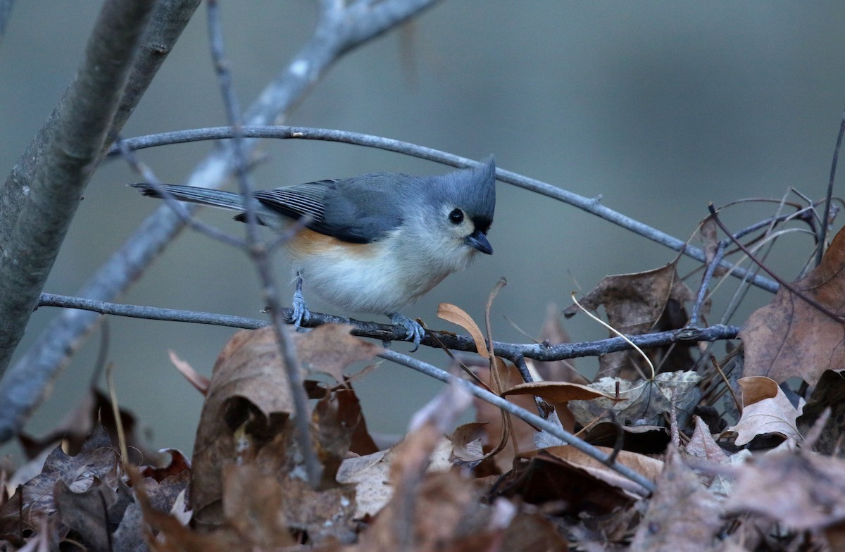 Tufted Titmouse - ML627053485