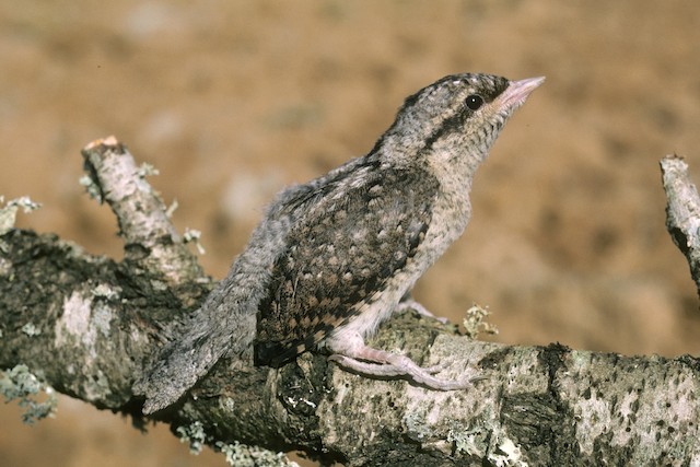 Eurasian Wryneck - Jynx torquilla - Birds of the World