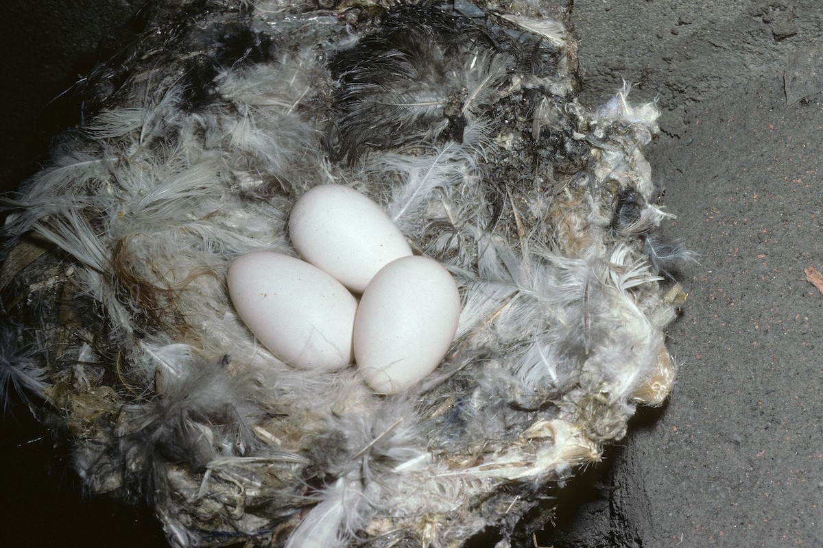 Photos - Alpine Swift - Tachymarptis melba - Birds of the World