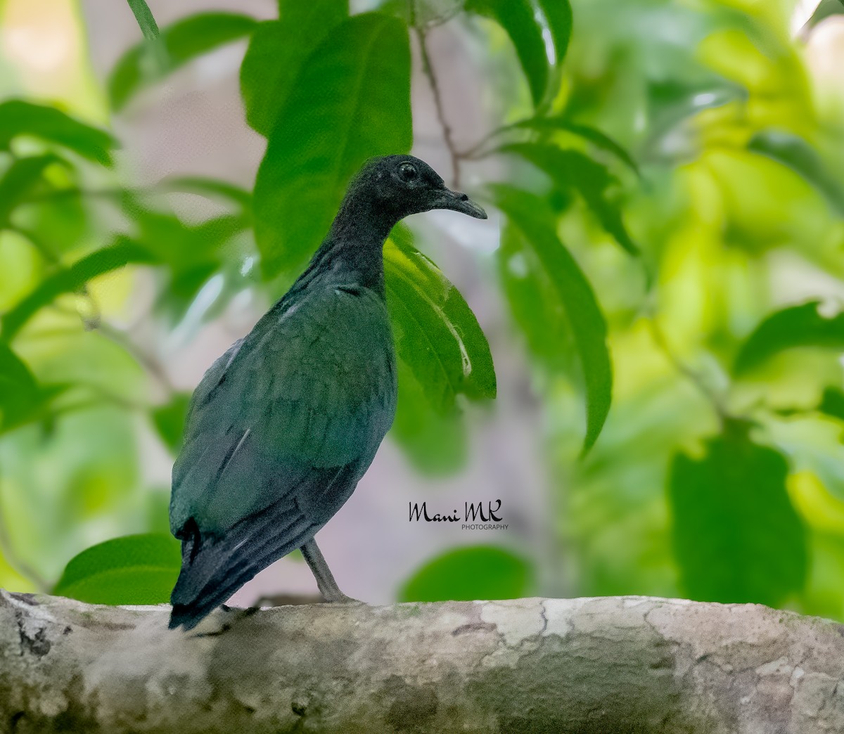 Nicobar Pigeon - ML627054580