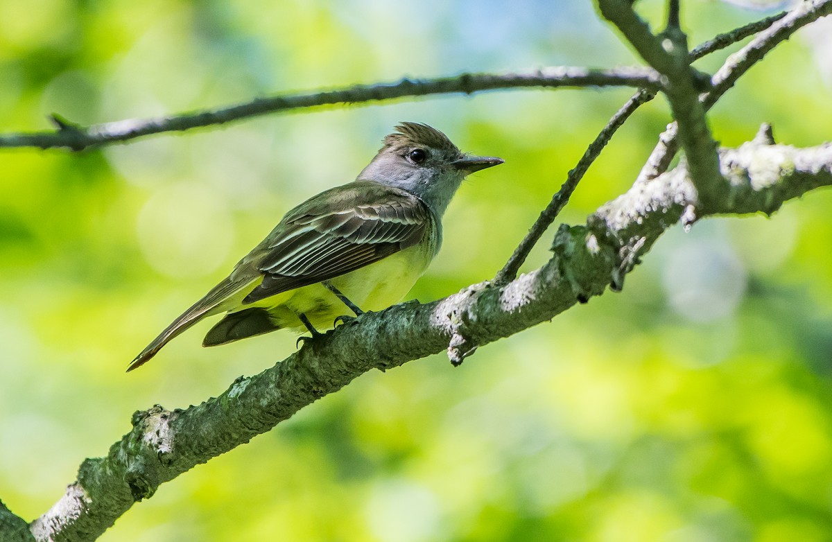 Great Crested Flycatcher - Frank King