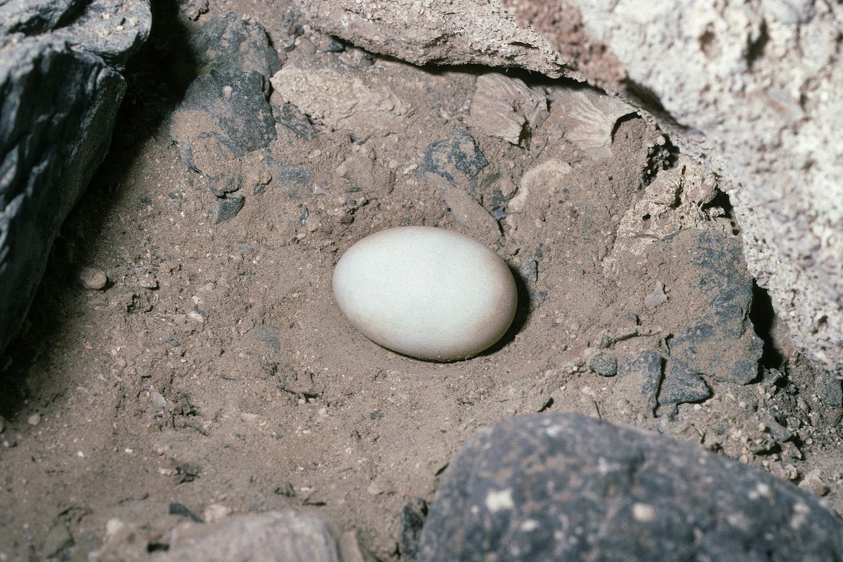 Cape Verde Storm-Petrel - ML627055277