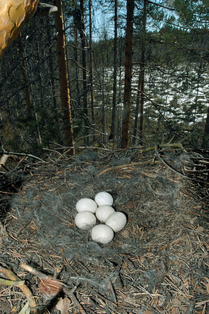 Great Gray Owl (Lapland) - ML627055323