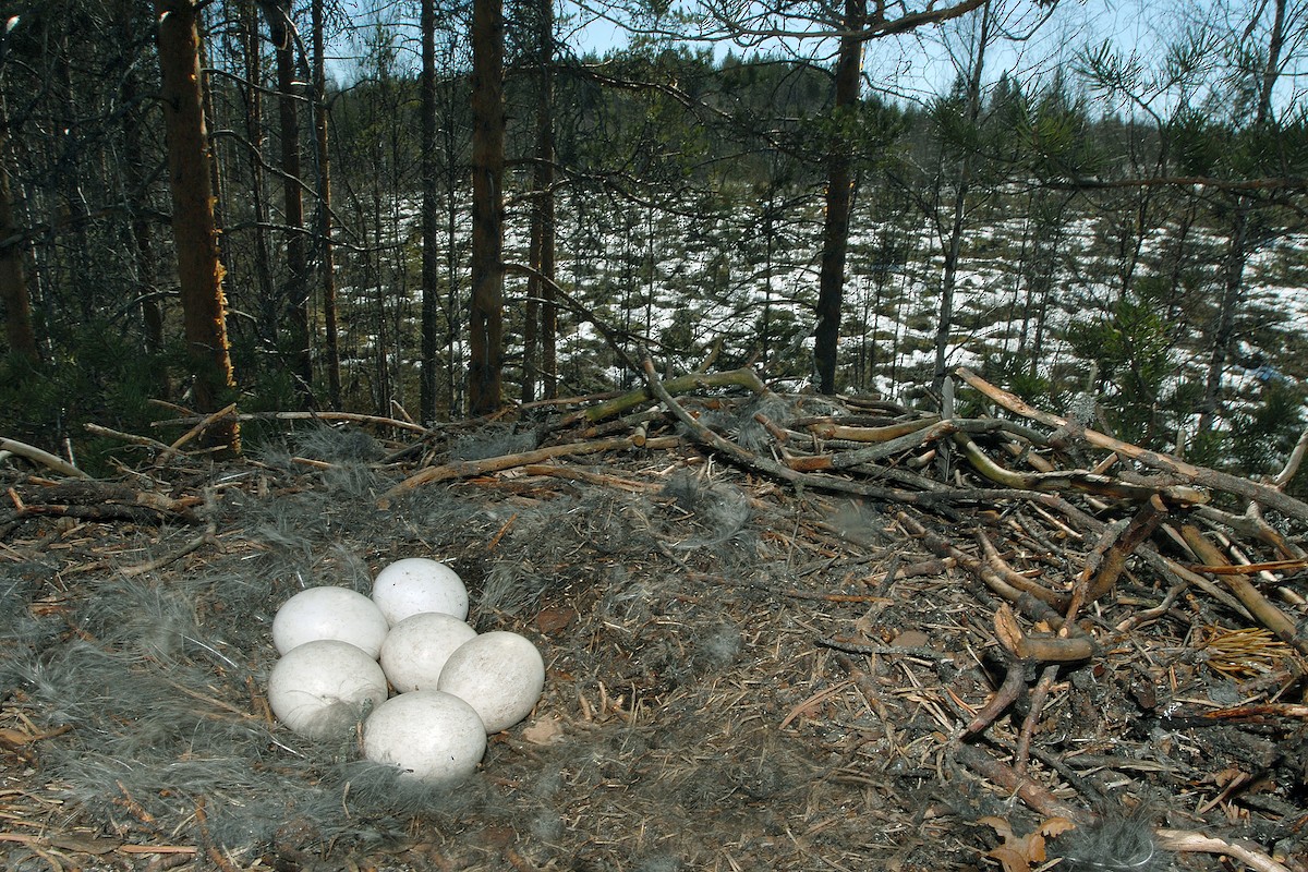 Great Gray Owl (Lapland) - ML627055343