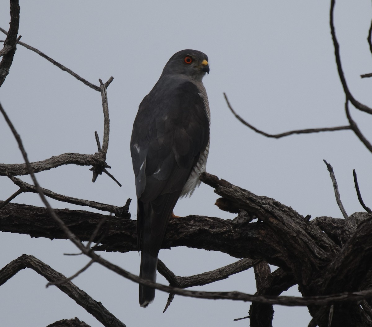 African Goshawk - ML627055773