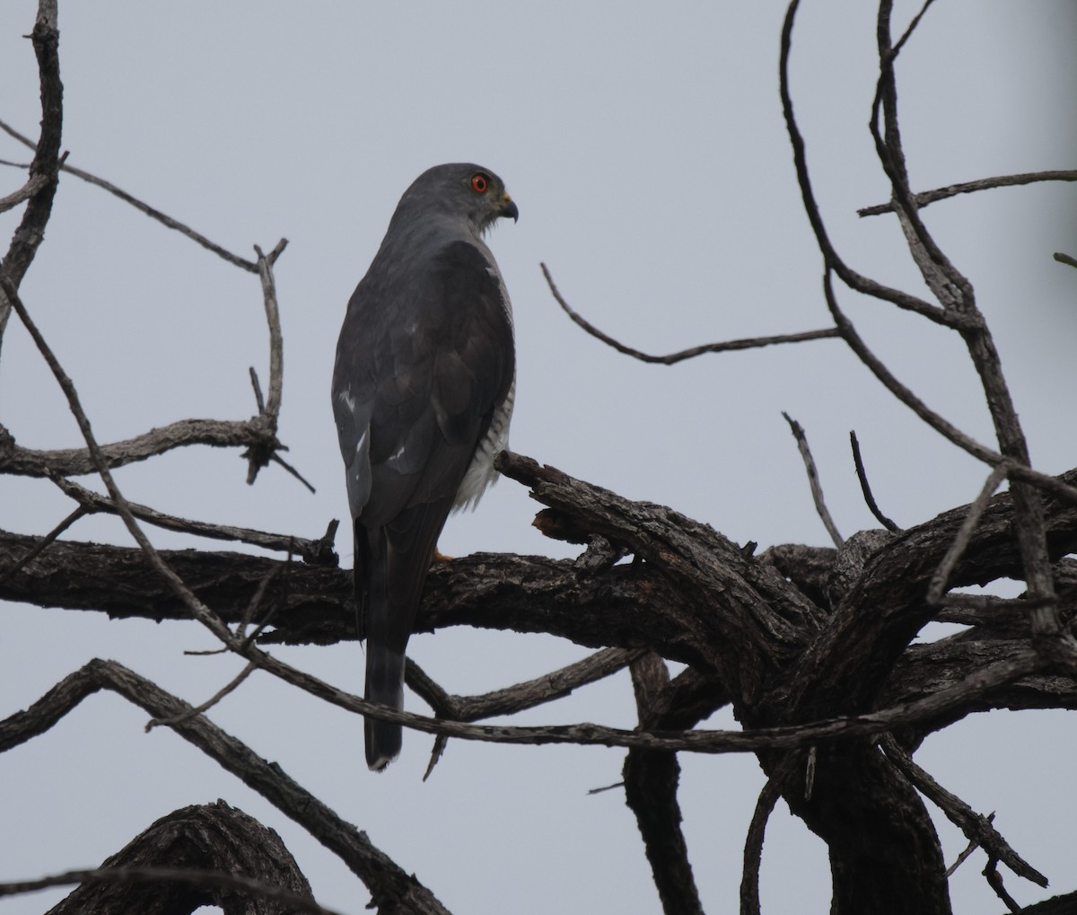 African Goshawk - ML627055774