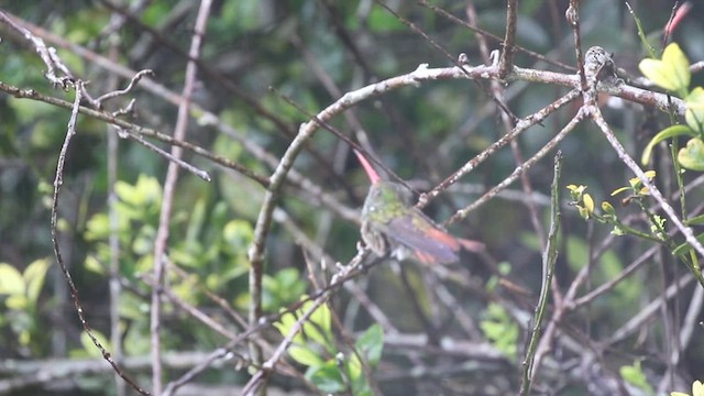 Rufous-tailed Hummingbird - ML627055873