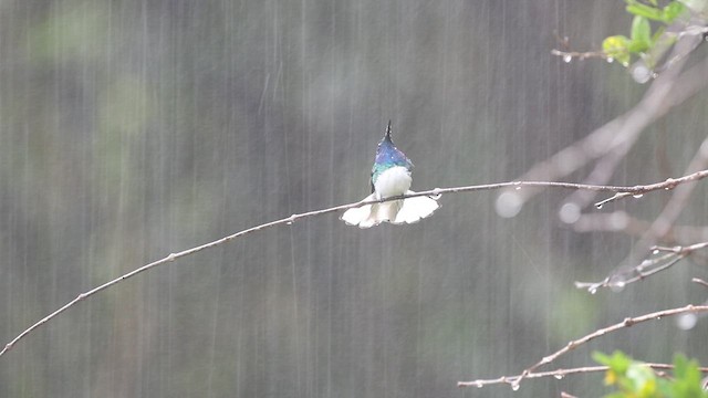 White-necked Jacobin - ML627055875