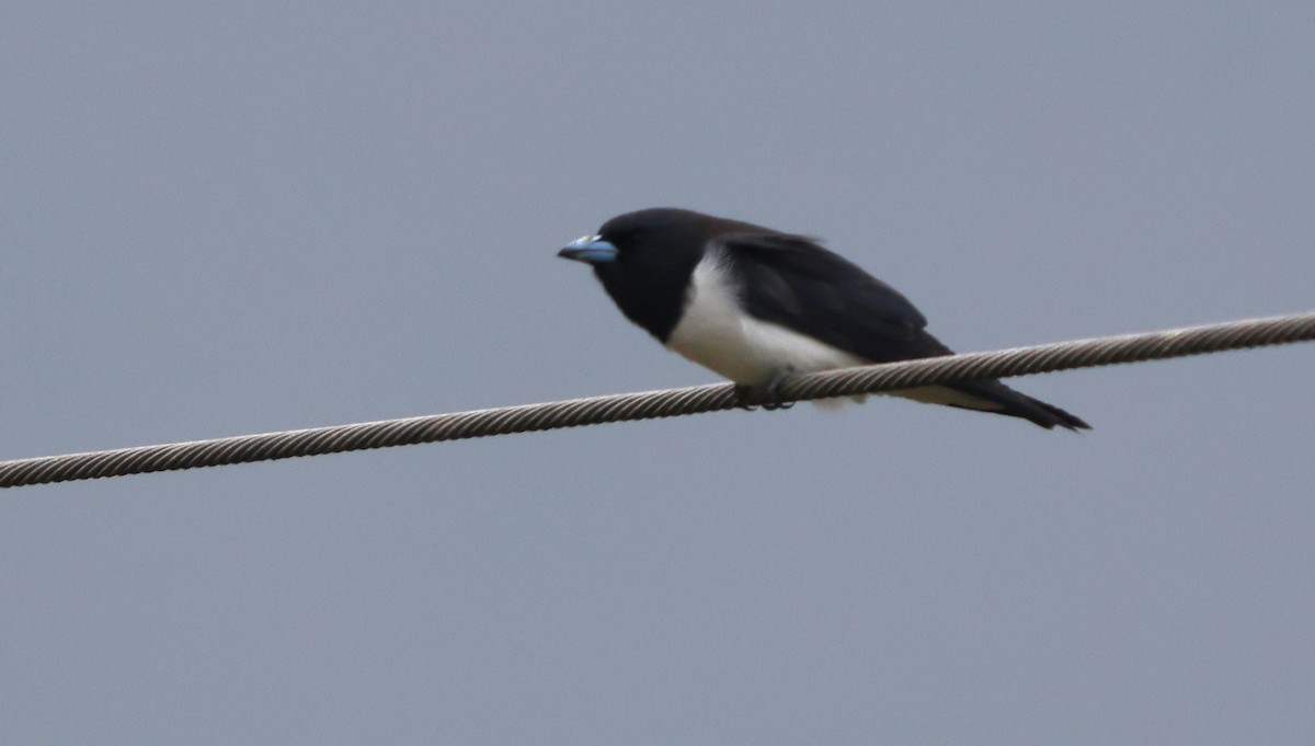 Great Woodswallow - ML627055957