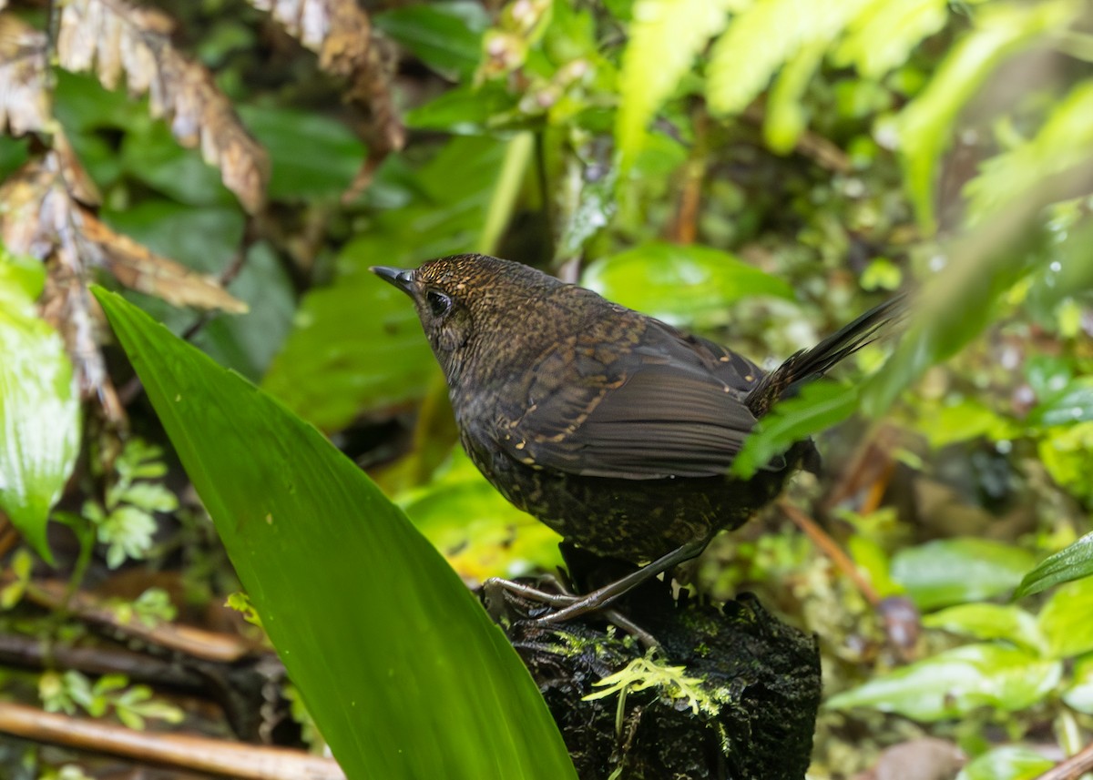 Silvery-fronted Tapaculo - ML627056130