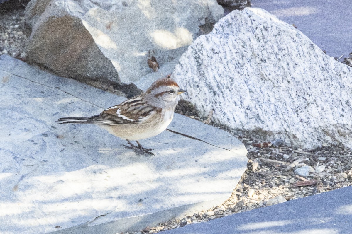 American Tree Sparrow - ML627056132