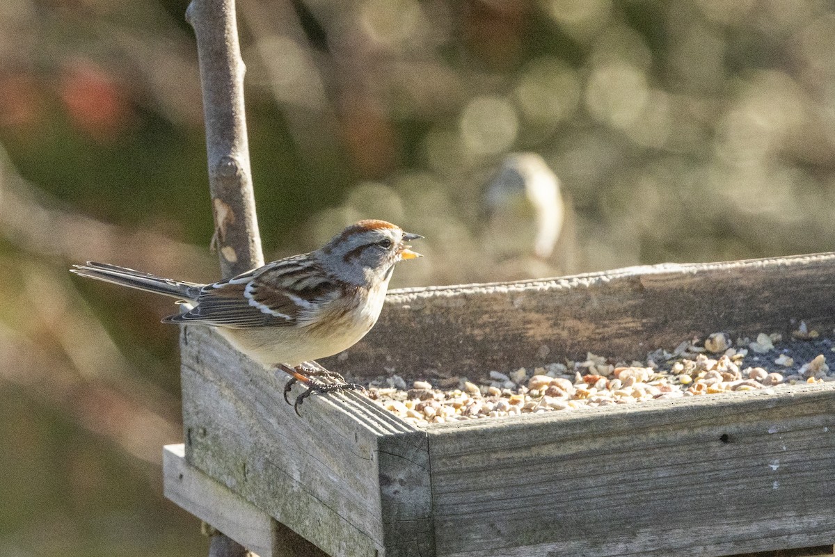 American Tree Sparrow - ML627056133