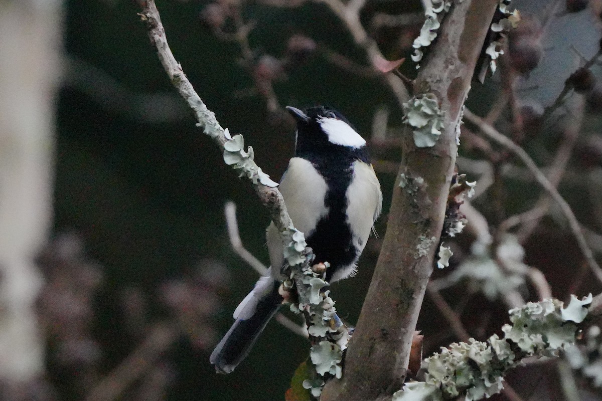 Asian Tit (Japanese) - ML627056165