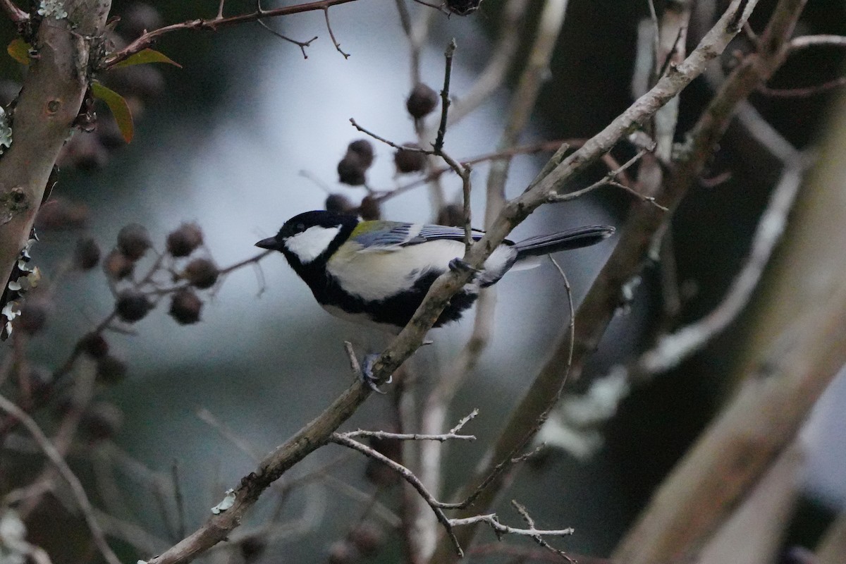 Asian Tit (Japanese) - ML627056166