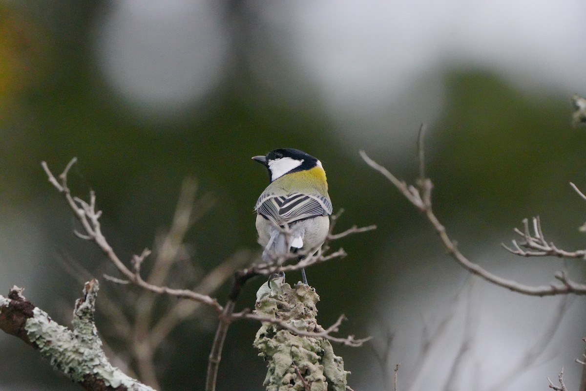 Asian Tit (Japanese) - ML627056167