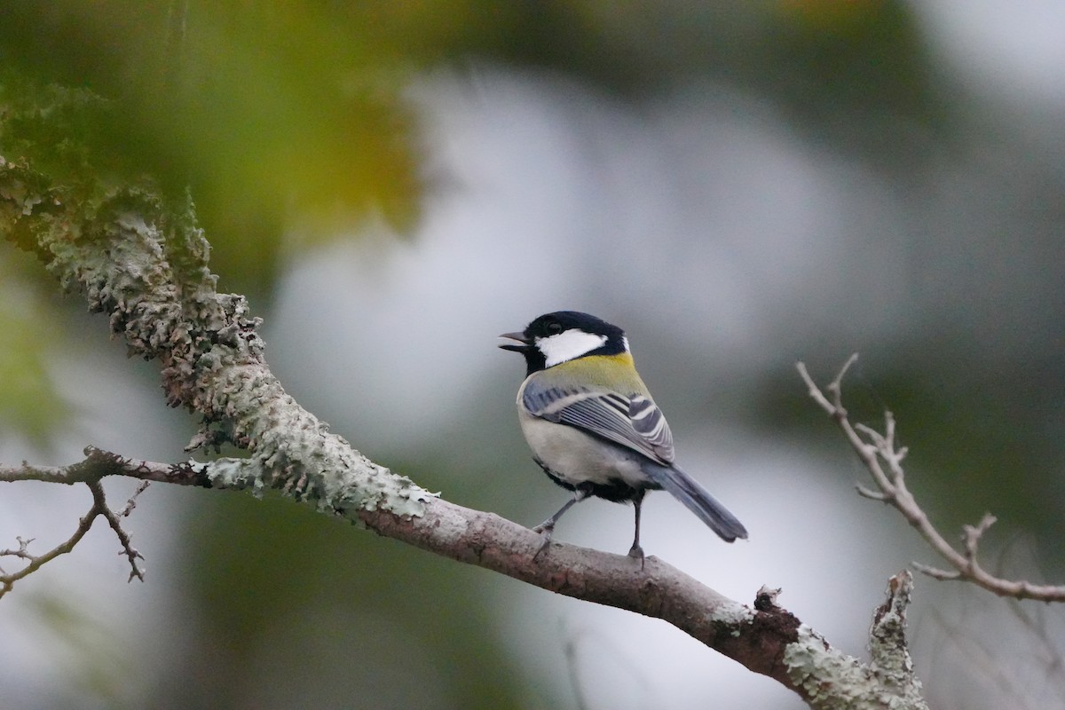 Asian Tit (Japanese) - ML627056168