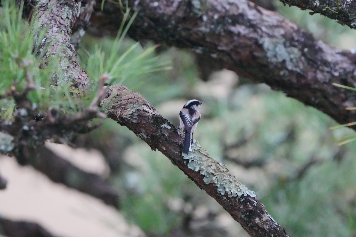 Long-tailed Tit - ML627056179