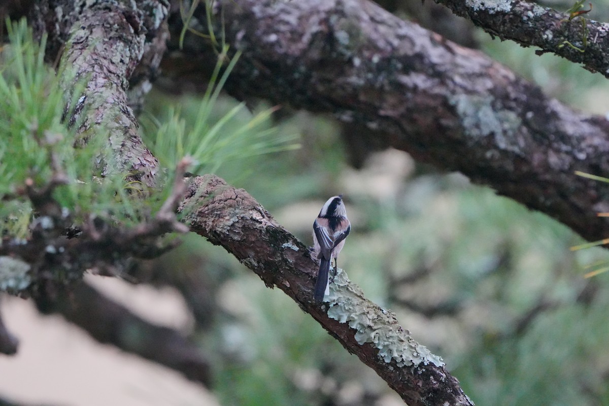 Long-tailed Tit - ML627056180