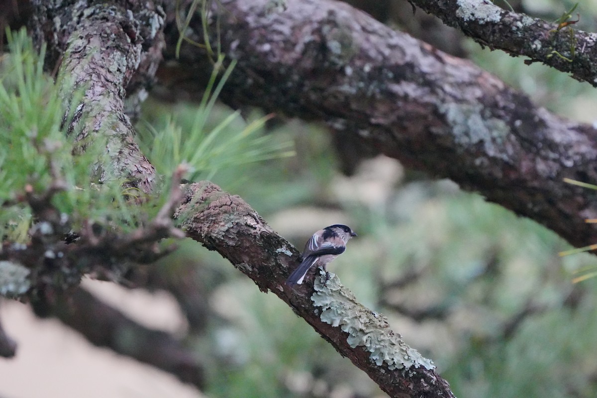 Long-tailed Tit - ML627056181