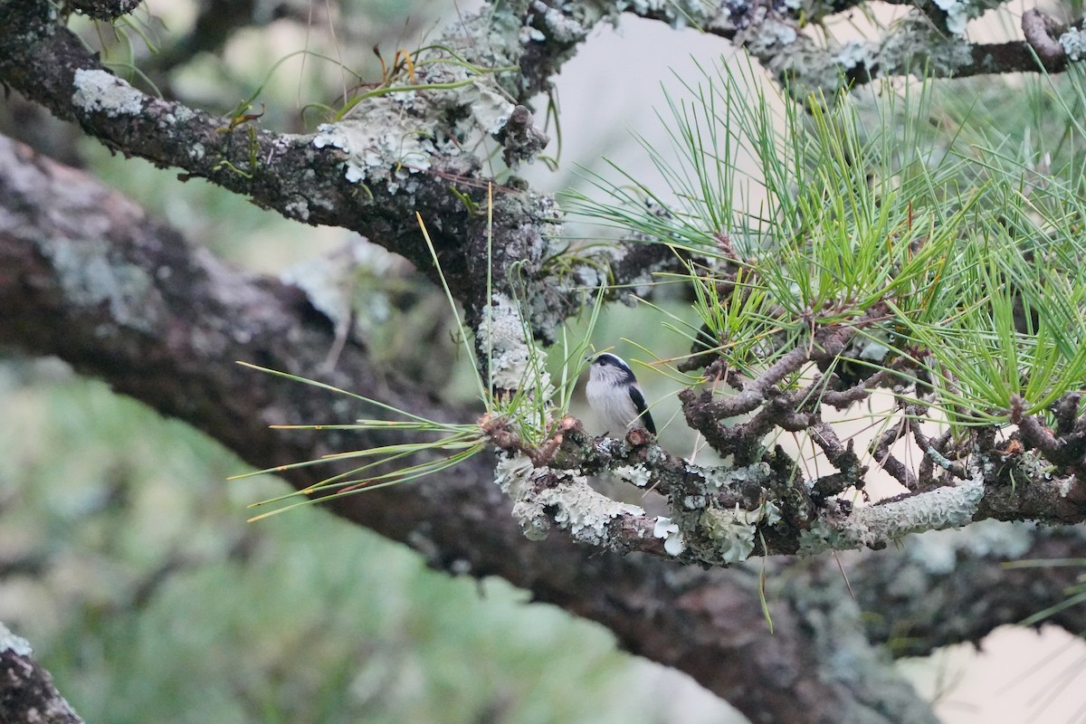 Long-tailed Tit - ML627056182