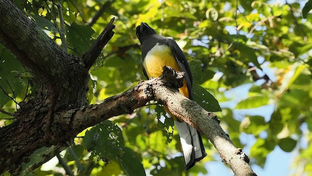 Citreoline Trogon - ML627056204