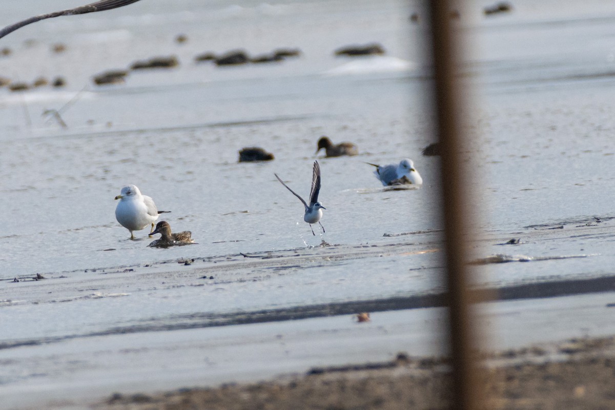 Red Phalarope - ML627056219