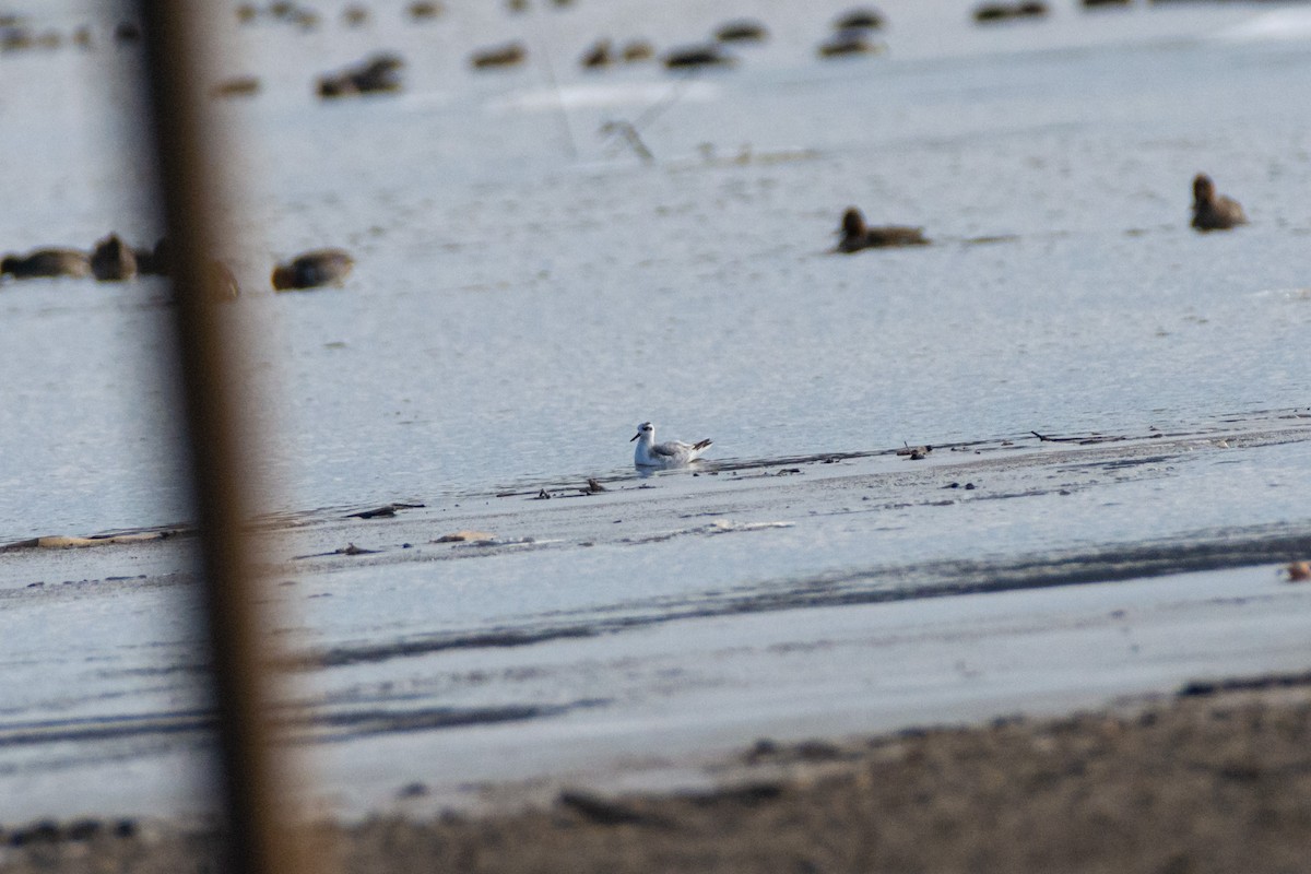 Red Phalarope - ML627056220