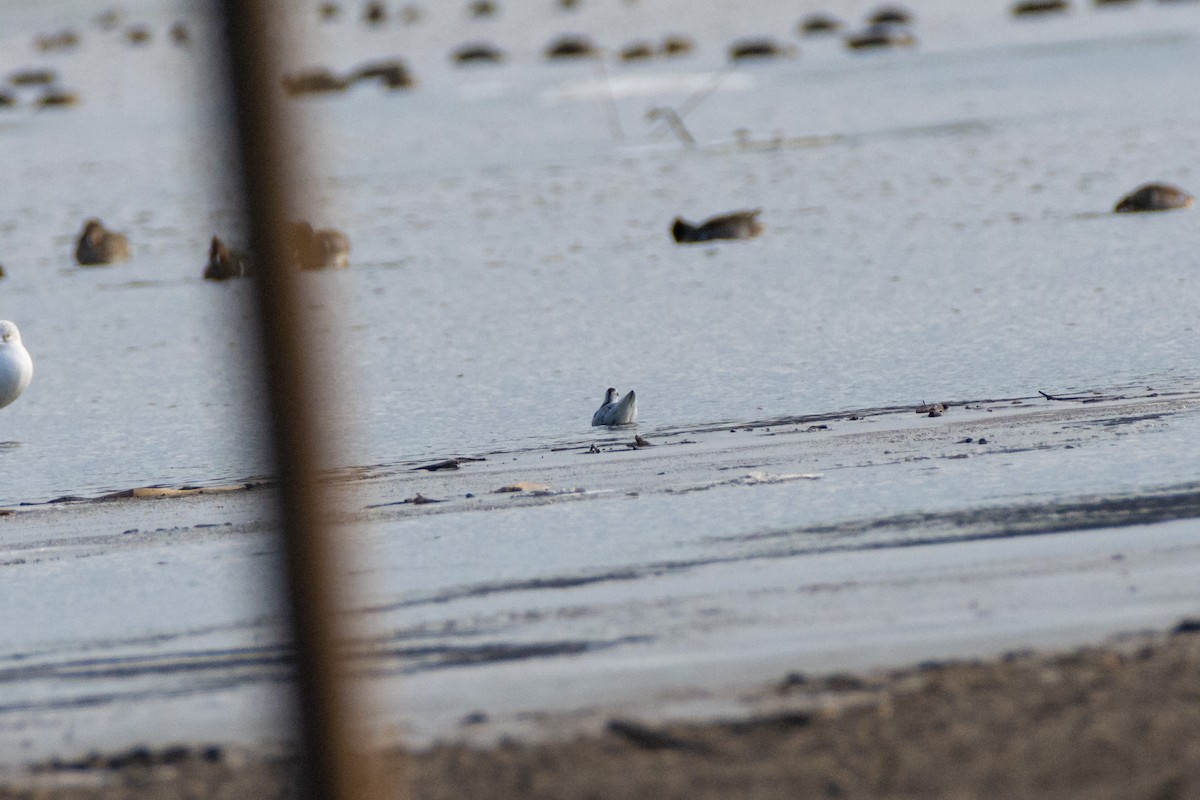 Red Phalarope - ML627056222