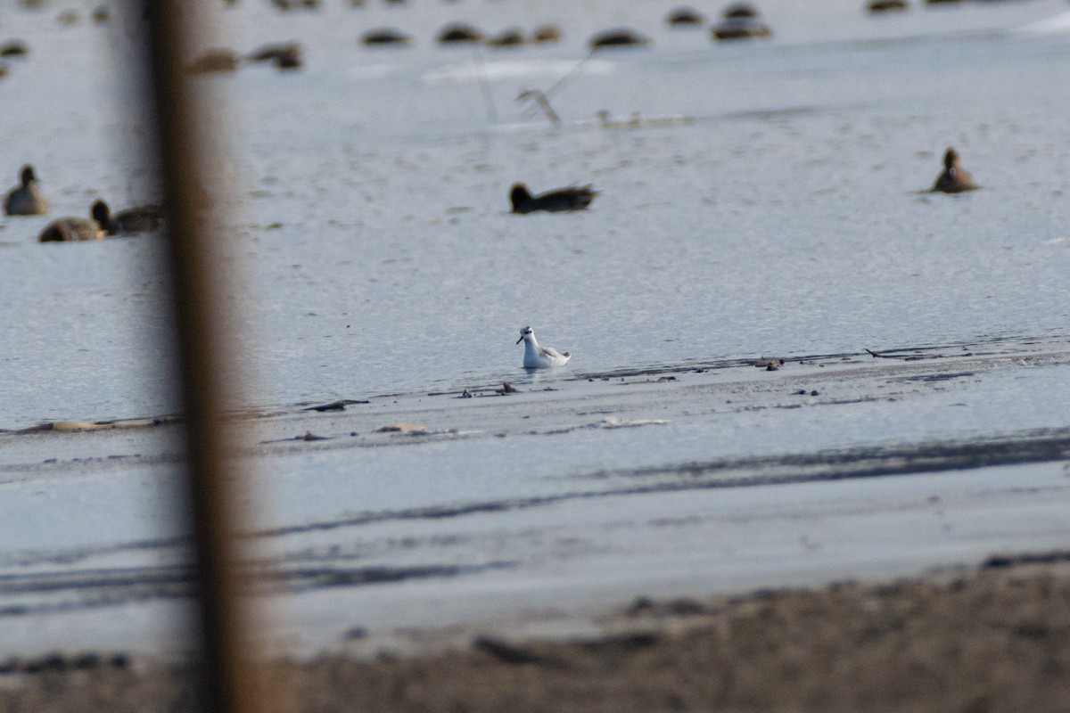 Red Phalarope - ML627056223