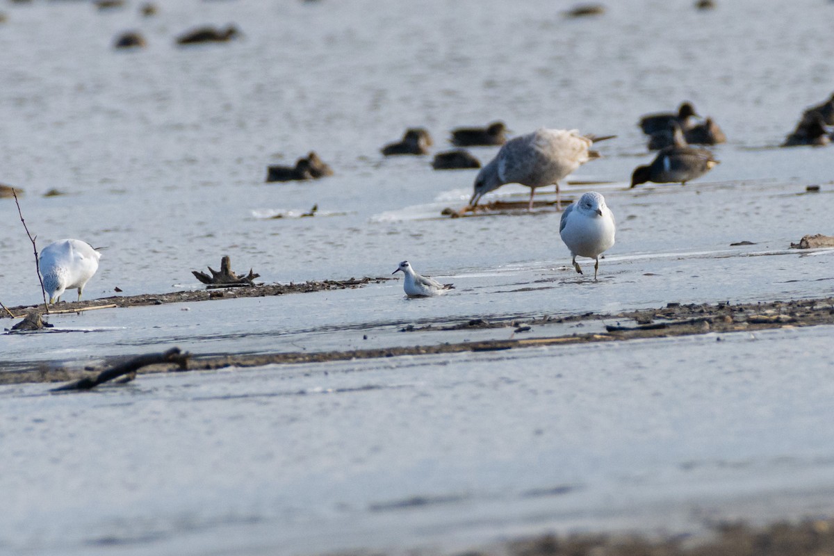 Red Phalarope - ML627056225