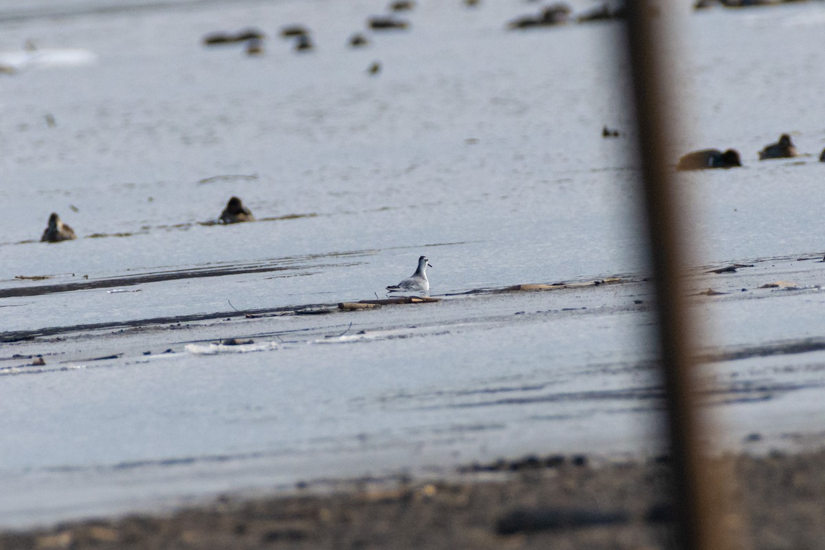 Red Phalarope - ML627056226